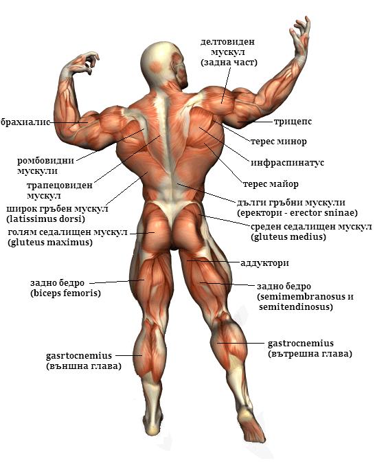 back_muscles-1