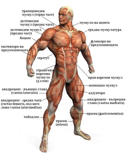 front_muscles